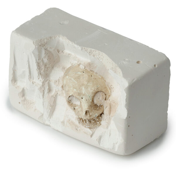 Fun Excavation Dig it Out Kit - Human Skull - Image 3