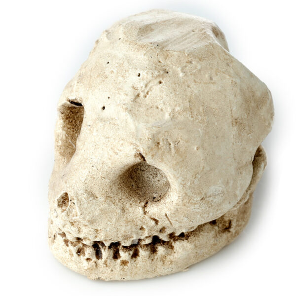 Fun Excavation Dig it Out Kit - Human Skull - Image 4