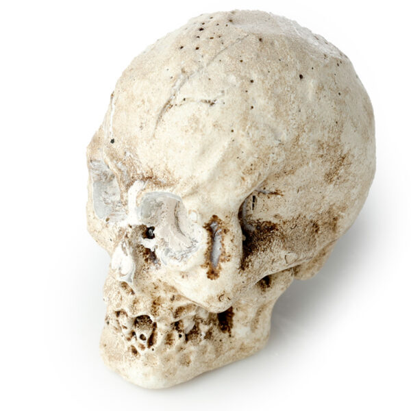 Fun Excavation Dig it Out Kit - Human Skull - Image 6