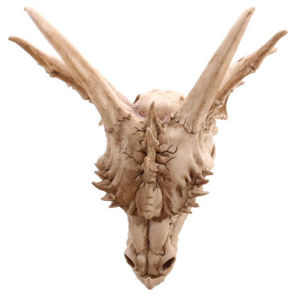 Decorative Fantasy Dragon Skull - Image 5