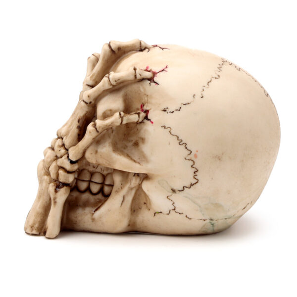 Gothic Skull Decoration - Skull Head with Skeleton Claw Hand - Image 4