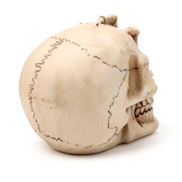 Gothic Skull Decoration - Skull Head with Skeleton Claw Hand - Image 6