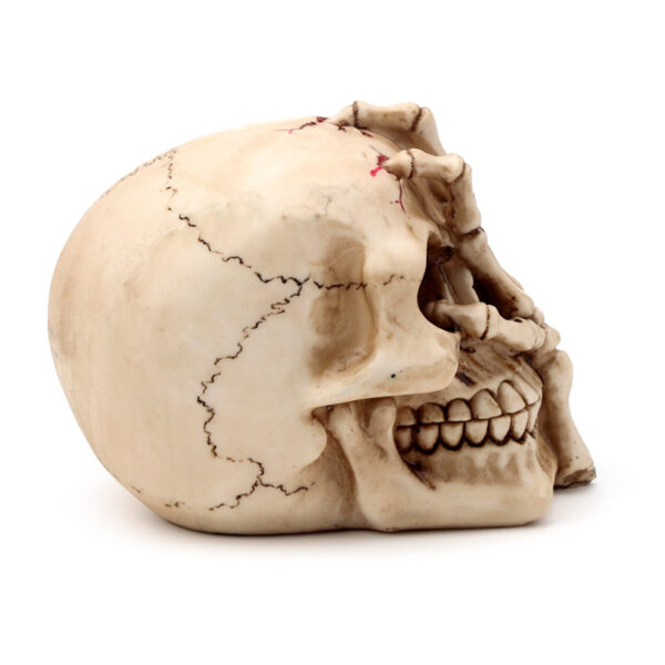 Gothic Skull Decoration - Skull Head with Skeleton Claw Hand - Image 7