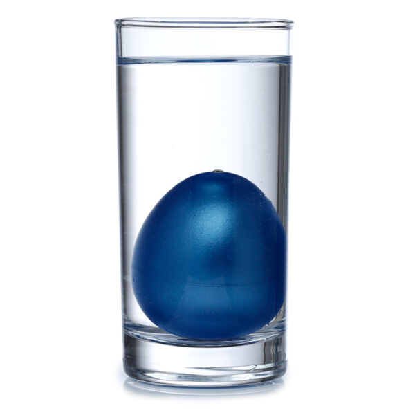 Shark Hatching Egg - Image 3